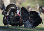 A group of strutting turkeys