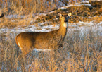 Antlerless deer in a field