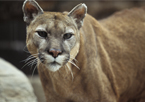 Closeup of a mountain lion