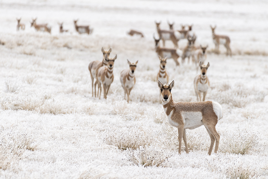 Herd of pronghorn on frost-covered grassland.