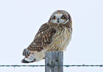 Short-eared owl perched on a fence post.