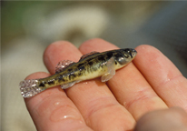 An Iowa darter laying in someone's palm