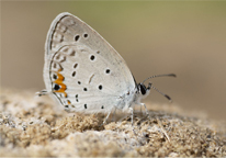 An eastern tailed-blue butterfly in a blowout.