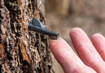 Closeup of Dan Hejl's hand checking a spile on a tree trunk and seeing sap is dripping.