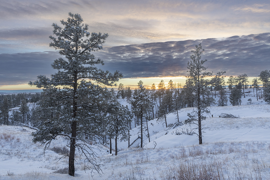 Sunset scene in ponderosa pine forest in winter