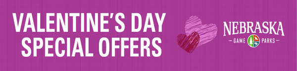 Header with text "Valentine's Day special offers"