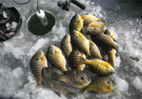 Fish laying next to an ice-fishing hole