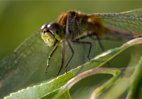 Closeup of a dragonfly