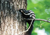 Eastern spotted skunk sitting on a tree branch