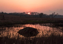 Wetland at sunset