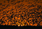 Large flock of flying snow geese silhouetted against sunset