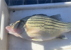 State record yellow bass