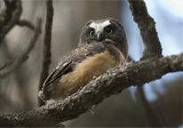 Northern saw-whet owl in a tree