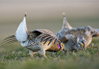 Sharp-tailed grouse displaying on a lek.