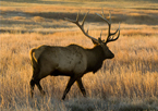 Bull elk walking in a field