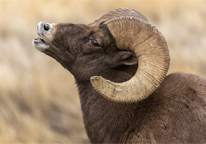 Bighorn sheep curling his lip while competing for dominance during the pre-rut.