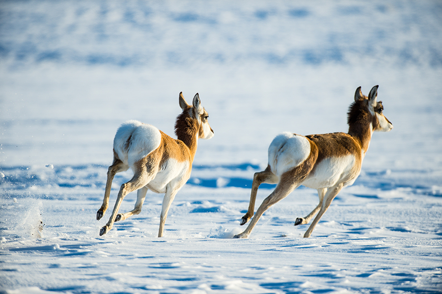 Two pronghorn racing through the snow.