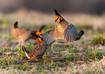 Greater prairie-chickens displaying on a lek