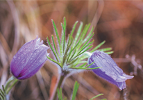 Pasque flowers blooming