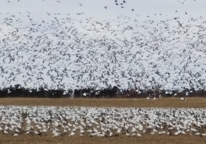 Flocks of migrating birds