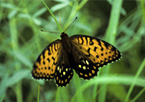 Regal fritillary butterfly in the grass