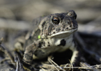 Closeup of a frog