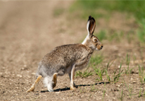 White-tailed jackrabbit along a rural prairie road in Dawes County.