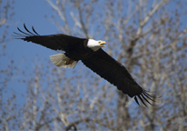 Bald eagle in flight