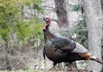 Tom turkey walking through woods