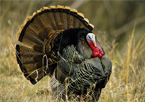 Strutting tom turkey