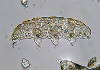 Tardigrade under a microscope.