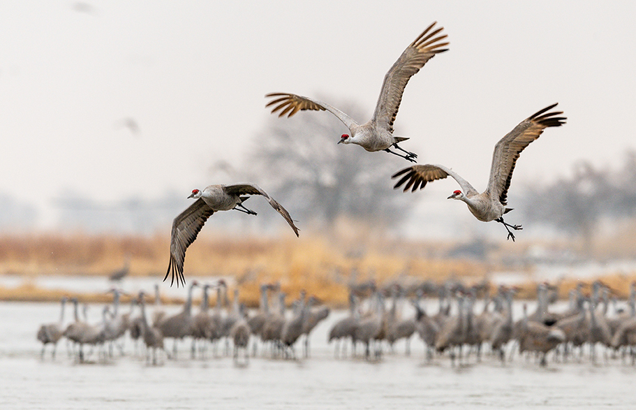 Three sandhill cranes flying above the Platte River with more cranes in background.