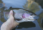 Someone holding a rainbow trout in the water