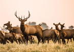 A herd of elk with bull elk in center looking at camera