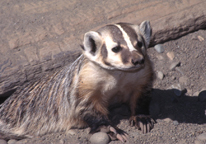 An American badger 