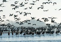 Sandhill cranes roosting in the Platte River and flying 