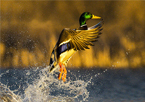 A mallard taking off into flight from the water