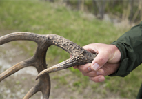 Someone holding a shed antler