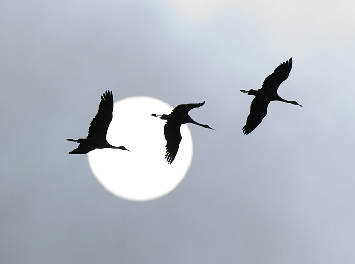 Sandhill cranes flying, silhouetted against the sun