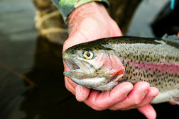 Closeup of someone holding a rainbow trout