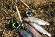 Several rainbow trout laying on the ground by rod and reel