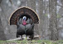 Tom turkey displaying in the woods