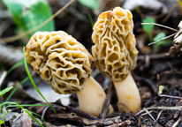 Closeup of two morel mushrooms 