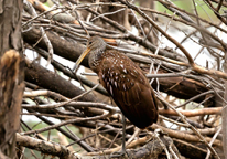 Limpkin perched on a branch in Nebraska