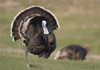 Strutting tom turkey