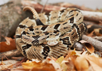 Coiled-up timber rattlesnake