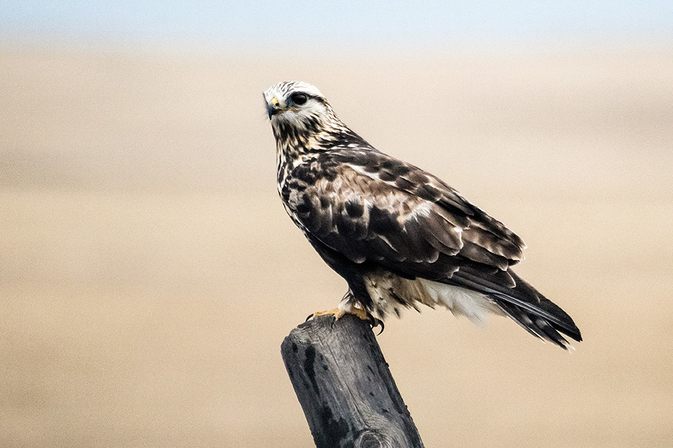 Rough-legged hawk on a fence post.