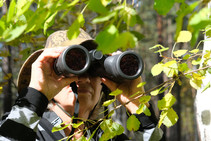 Man peering through trees with binoculars