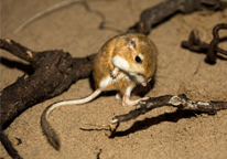 Kangaroo rat sitting in sandy spot