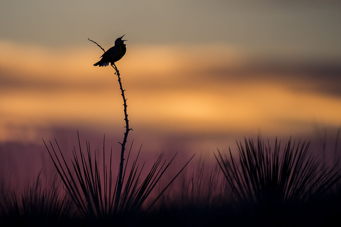 Silhouette of meadowlark on yucca plant at sunset